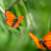 vlinders 9