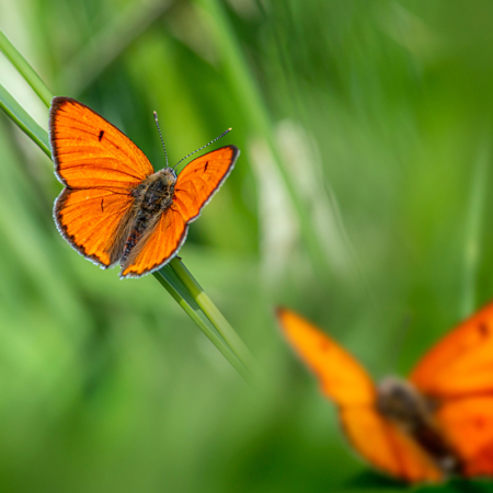 vlinders 9