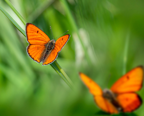 vlinders 9