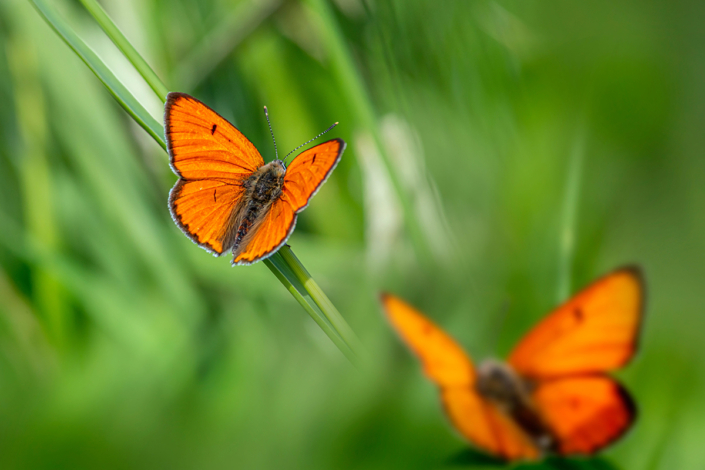 vlinders 9